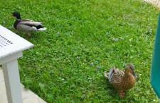 Lasc'Oh Bien-Etre 3 étoiles Résidence Odalys - Foto 28