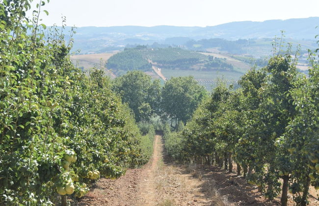 Cozy Villa near Óbidos with Private Swimming Pool - Foto 35