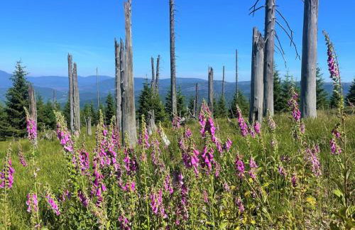 Apartment Landhaus Wildfeuer by Interhome - Foto 38