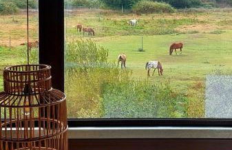 Herdade do Moinho Novo - Foto 11