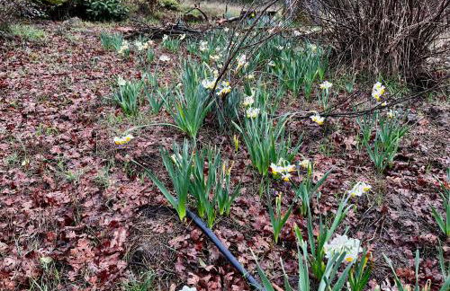 Modern Yosemite Cabin, 15min Bass Lake, Sleeps 8 - Foto 23