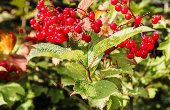 Talblick 5, mit Sauna und wunderschönen Panoramablick NEU - Foto 33