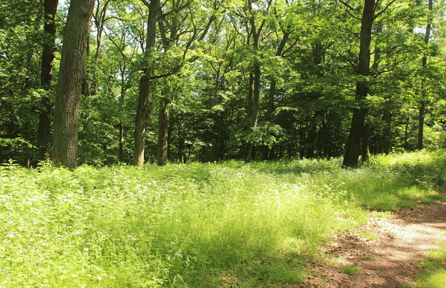 Friedrichs Ferienwohnungen - Foto 37