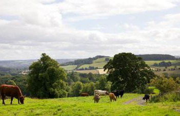 The Hat Shop - Photo 16