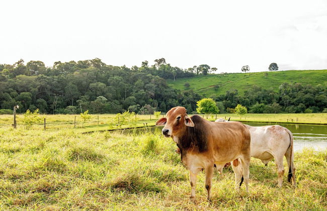 Hotel Fazenda Vale da Cachoeira - Photo 50