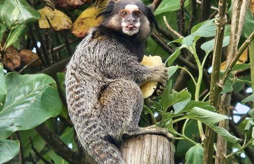 Moradas do Campeche - Pé na areia! - Photo 6