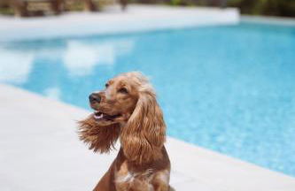 Ilyessa Cottages - Foto 35