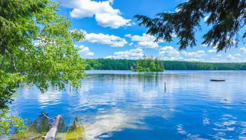 Falling Pines - Foto 3