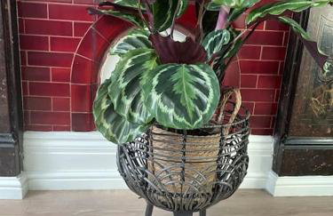 West London stunning garden flat - period features - Foto 12