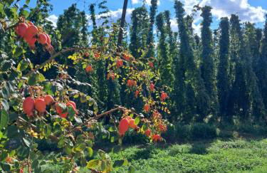 Holledauer Hopfakammerl - Foto 21