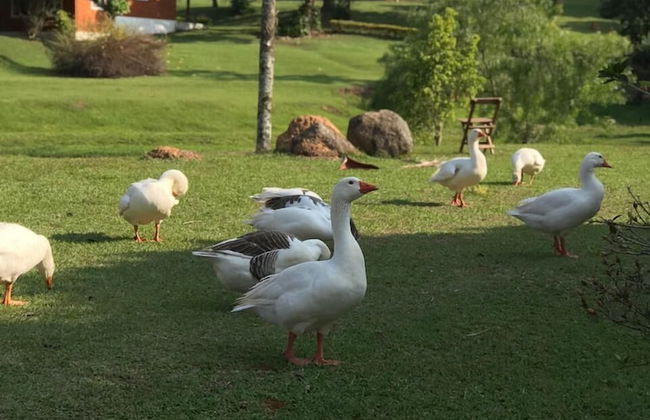 Polo Hotel Fazenda - Foto 29