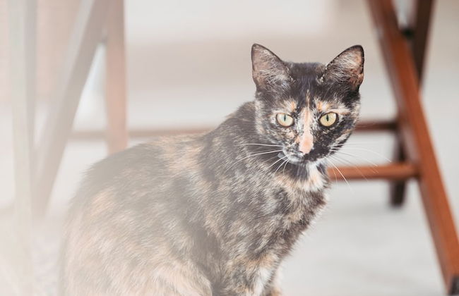 IUTA Glamping & Farm - Foto 56