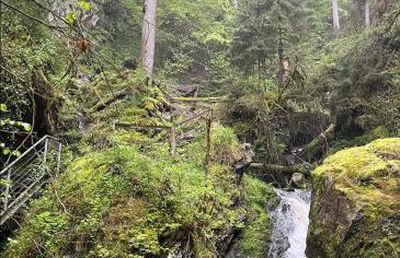 Ferienwohnung Schwarzwaldglück - Foto 44