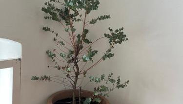 Haus mit Geschichte in Mähring - Foto 5