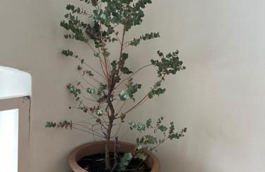 Haus mit Geschichte in Mähring - Foto 5