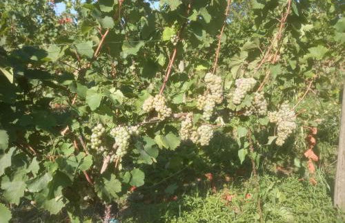 Agriturismo Fioralba - Photo 75