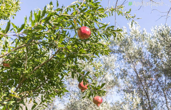 Villetta Aloe - Foto 18