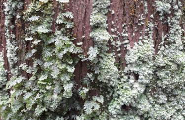 Vivenda Areias - Photo 38