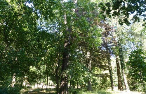 Ferienwohnung mit Brockenblick - Foto 44