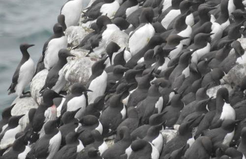 Dunnottar Cottage - Foto 66