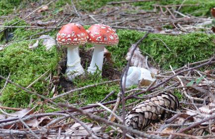 Ferienwohnung Allgäuer Landhaus Stocker in Hopferau-Füssen - Foto 27