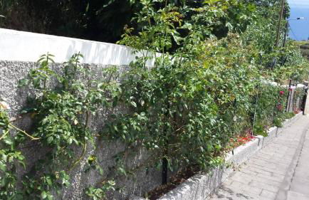 Paraiso das Flores - Foto 15