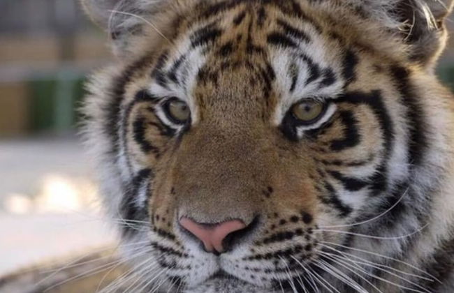 Captivating 3-bed Caravan at Golden Palm Skegness - Foto 23