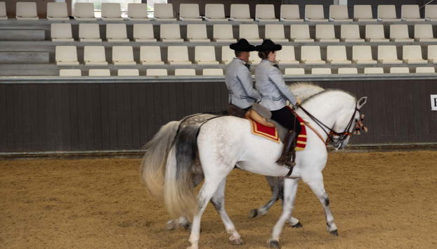 Chevaux trottant sur la musique du spectacle