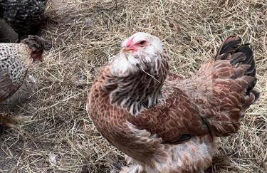 Poachers Hut 1-bed Cottage, Sleeps 2, Pet Friendly - Foto 29