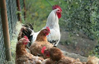 Agriturismo La Sarticola - Foto 22