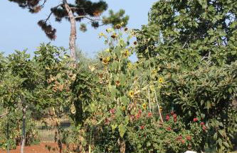 Apartments with parking space Umag - 6995 - Foto 11