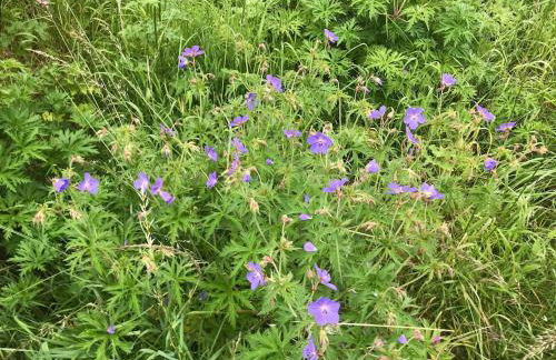 Gorgeous boutique off-grid cottage near Peebles - Foto 61