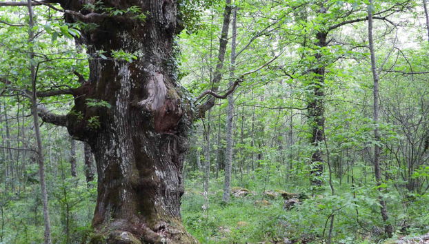 Ruta del castañar gallego