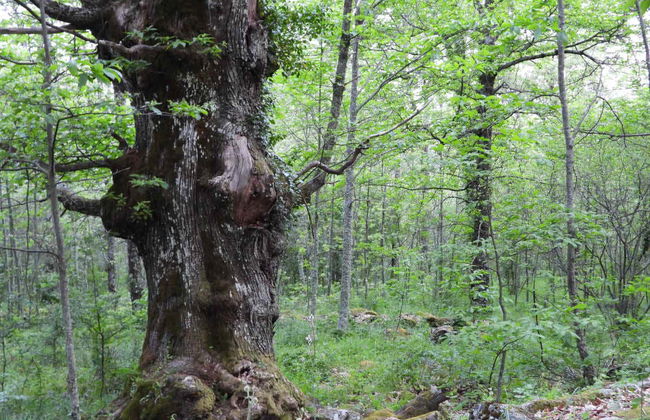 Senderismo por el valle del Ambroz - Foto 3