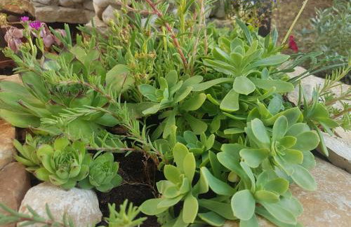 Apartments Villa Marija - Foto 24