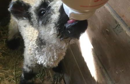 Wine Country Private Working Sheep Farm; Rustic Elegance - Foto 8