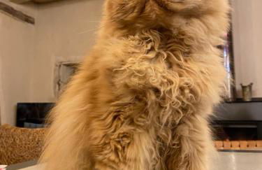 La Pause noble val - Foto 46