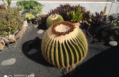 Caracola azul - Foto 7