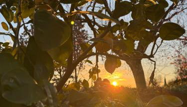 La Limonaia di Vanna - Foto 2, Garden, Garden view
