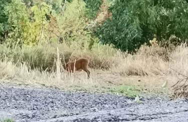 Sunny House -Charming apartment in the nature - Foto 17