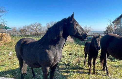 DONNAPAOLA MODERN FARM - Foto 67