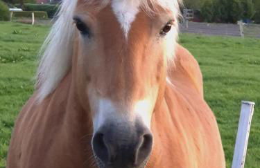 Ferienhof "Karl" - Foto 16