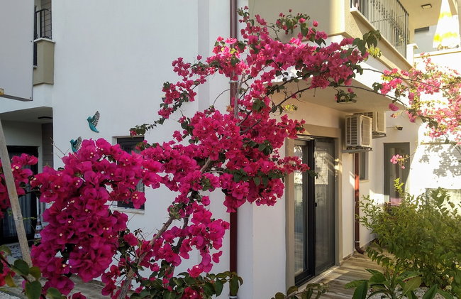 Kas Sanisu Pansiyon - Photo 79