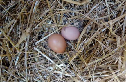 Aux couleurs de la terre d'oc - Foto 12