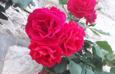 Apartments with parking space Maranovici, Mljet - 22339 - Foto 10