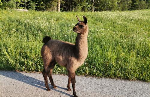 Schupferhof - Foto 41
