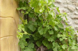 vivienda vieja cepa - Foto 30