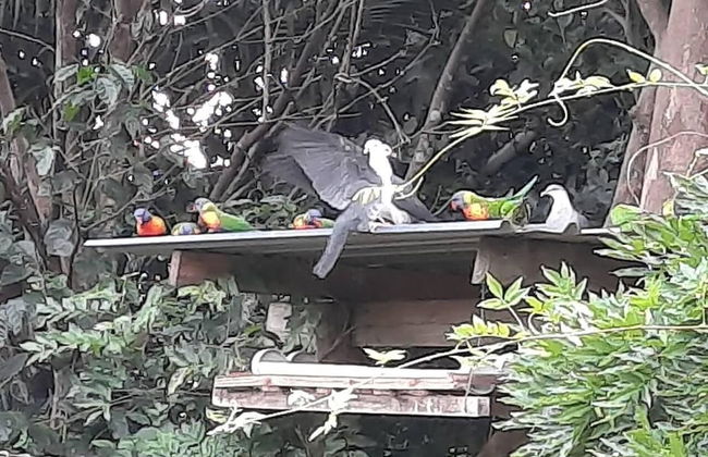 Maleny District - Charming Cottage in Witta 2 Beds - Foto 10