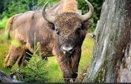 Gîte de Romagers - Foto 18