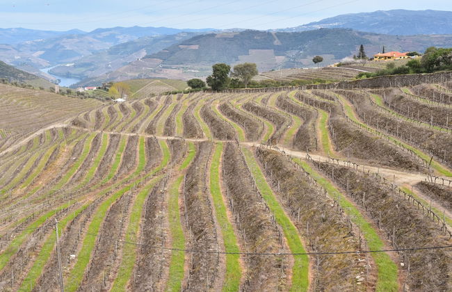 Feel Discovery Quinta do Muro - Foto 19